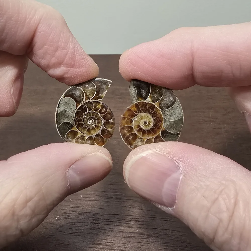 Ammonite Crystal Fossils #B - Picture 5 of 5